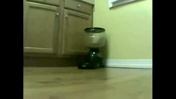 خنگ ترین گربه جهان