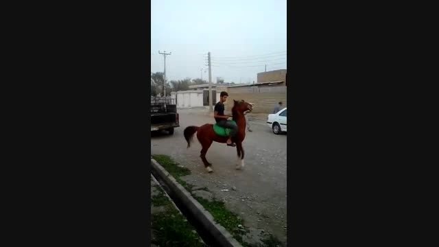 اسب عرب فروشی