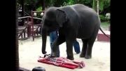 ماساژ دادن فیل