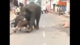 حمله فیل وحشی