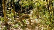 تریلر فیلم مستند Island of Lemurs: Madagascar