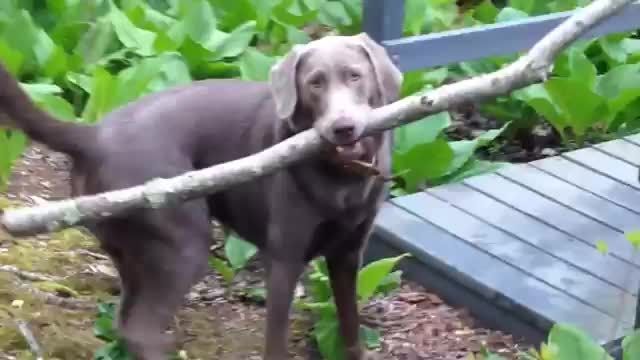 تفکر جالب سگ برای عبور چوب