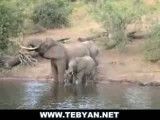 صحنه ای ناب از حمله تمساح به فیل