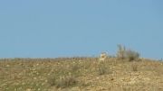 آهو(شکار)در مرز ایلام-کوه میمک