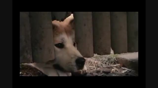 هاچیکو سگ وفادار - فیلم بسیار تاثیر گزار و زیبا :((