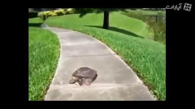 سریع ترین لاکپشت دنیا!