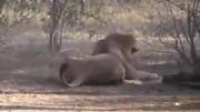 شکار لاشخور توسط شیر نر