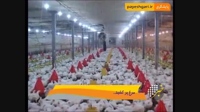 چراغ ها برای صادرات مرغ سبز شد