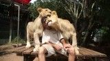 دوست داشتن مرد توسط شیرها