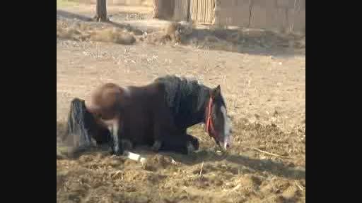 اسب عرب حمیرا
