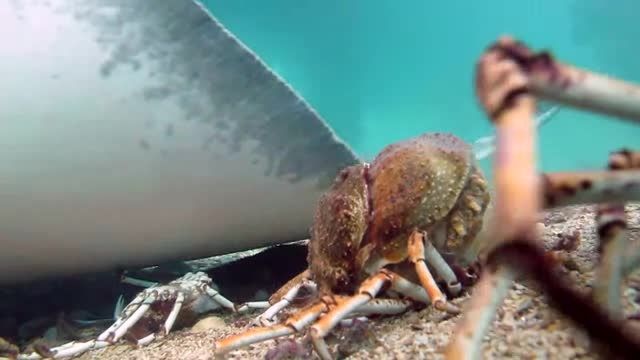 Molt Hard Die Harder - Spider Crab Vs Giant Stingray 20