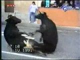 تصادف دو گاو وحشی