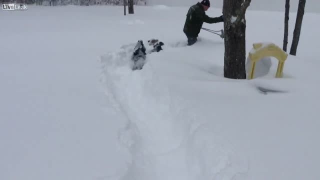 لذت سگ ها از برف