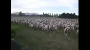حرف زدن آدم با گوسفندها