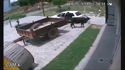 دزدیدن گاو با ماشین سواری