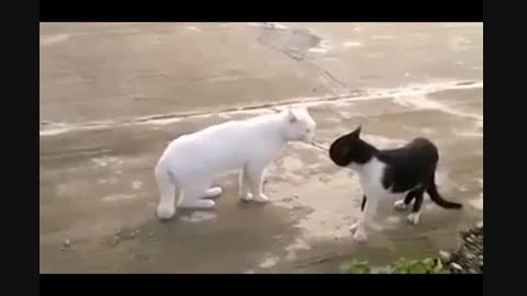 دعوای دو گربه در خیابان