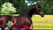 اسب سیلمی عرب  gazah al shaqab،پدر زیباترین اسب عرب دنیا