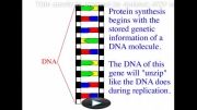 سنتز پروتئین به شکل کاملا ساده