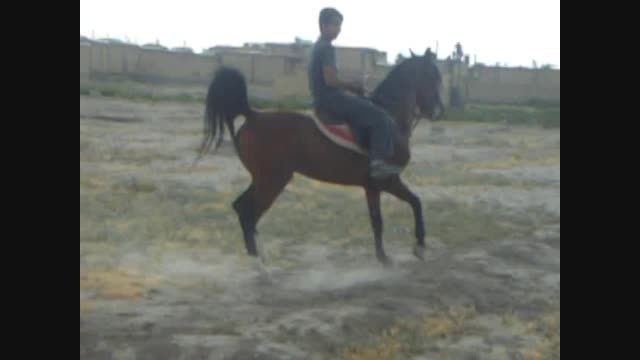 اسب دره شورقیصر