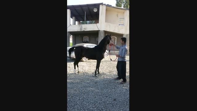 اسب سیاه فروشی