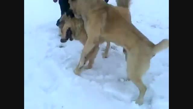 جنگ سگ های گامپر ارمنستان