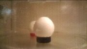 تخم مرغ در ماکروفر