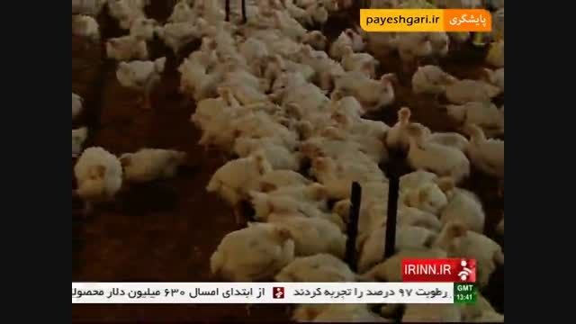 شتاب در صادرات تخم مرغ و خسارت به صادر کنندگان