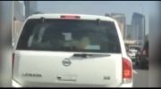 شیر در صندلی عقب ماشینی در دبی!