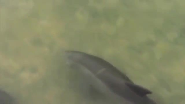 روش ابداعی و منحصر به فرد شکار توسط دلفین ها