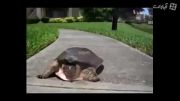 سریع ترین لاکپشت دنیا !!