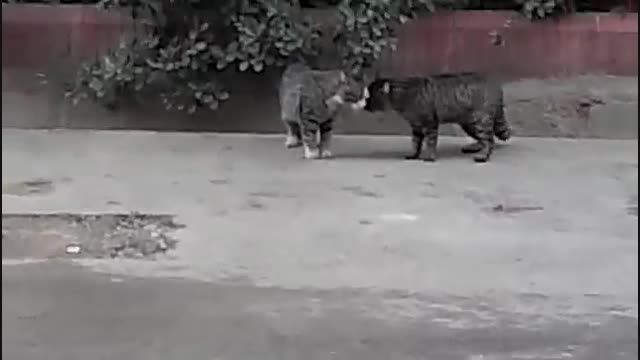 دعوای گربه ها در خیابان نفر سوم یهو می بره