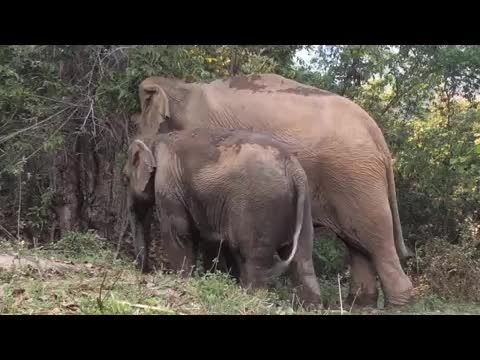 بازگشت بچه فیل به آغوش مادرش پس از چند سال