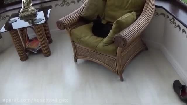 طنز آموزش دادن به گربه