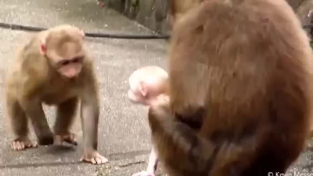 میمون بامزه