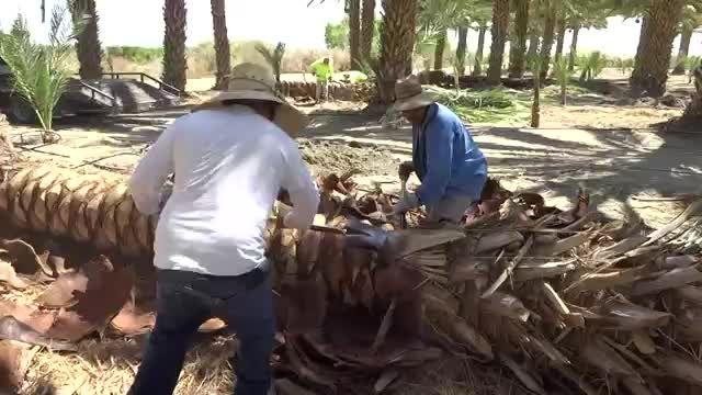 Medjool Date Palm Tree Harvesting