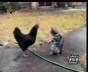 دعوای گربه با مرغ خخخخخخخخ