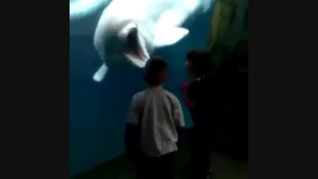 دلفین باحال
