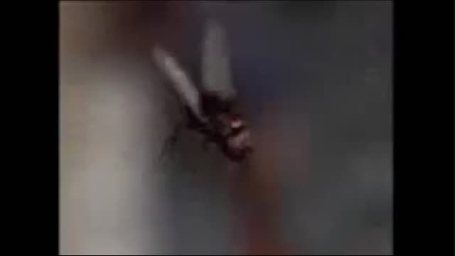 موقع جنگ با فلش در فیلم مردعنکبوتی 1