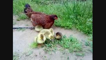 مرغ مادر به همراه بچه هایش ( بندر انزلی )