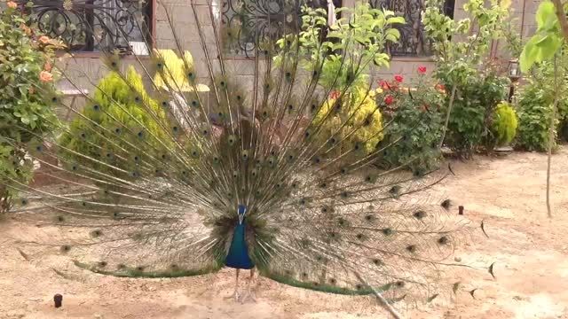 رقص طاووس سبز