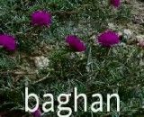 Baghan1