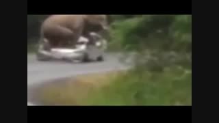 حمله فیل به یک خودرو