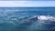 کلیپ برتر 8 - آمریکا. سیلی خوردن یک دختر از نهنگ!