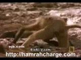فرار میمون از کوکودیل