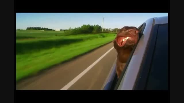 Dog Loves the Ride - Primewell Tires