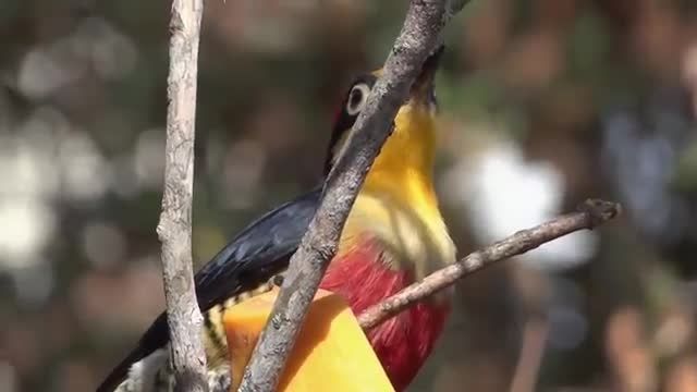 پرندگان زیبای برزیلی با صدا های مختلف