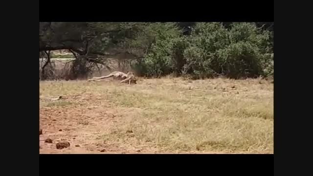 شکار ماهرانه زرافه توسط شیر