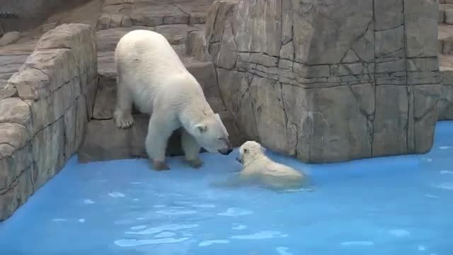 بازی توله خرس با مادرش