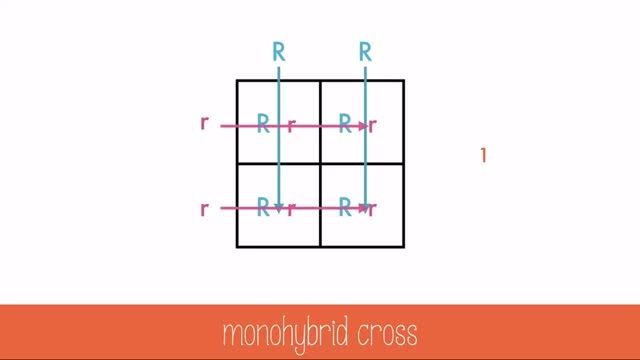 Monohybrid Cross