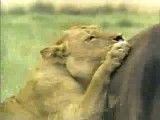 کشتن یکی از شیرها توسط بوفالو